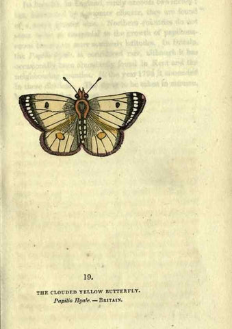 Reproducción/Reproduction 6946224901: The book of butterflies, sphinxes and moths;. London,Whittaker,1832-34.