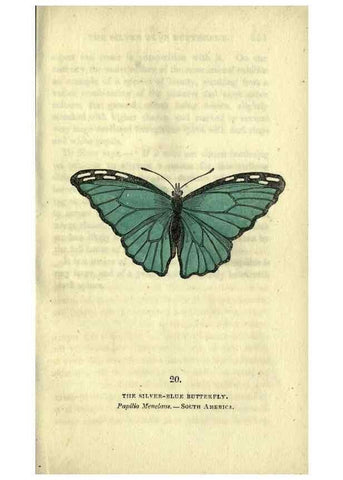 Reproducción/Reproduction 6946225255: The book of butterflies, sphinxes and moths;. London,Whittaker,1832-34.