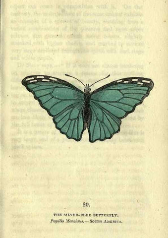 Reproducción/Reproduction 6946225255: The book of butterflies, sphinxes and moths;. London,Whittaker,1832-34.