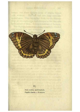Reproducción/Reproduction 6800123384: The book of butterflies, sphinxes and moths;. London,Whittaker,1832-34.
