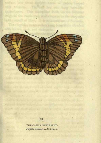 Reproducción/Reproduction 6800123384: The book of butterflies, sphinxes and moths;. London,Whittaker,1832-34.