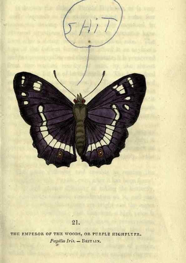 Reproducción/Reproduction 6800119908: The book of butterflies, sphinxes and moths;. London,Whittaker,1832-34.