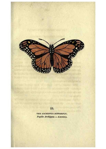 Reproducción/Reproduction 6946226157: The book of butterflies, sphinxes and moths;. London,Whittaker,1832-34.