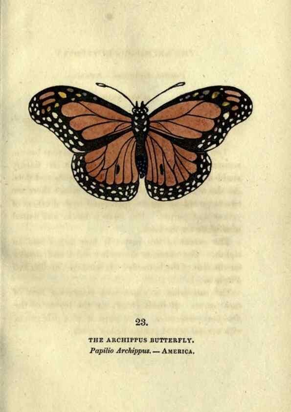 Reproducción/Reproduction 6946226157: The book of butterflies, sphinxes and moths;. London,Whittaker,1832-34.