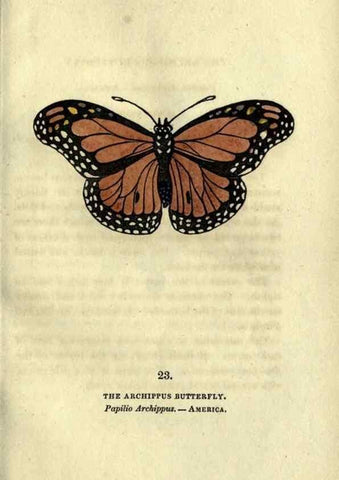 Reproducción/Reproduction 6946226157: The book of butterflies, sphinxes and moths;. London,Whittaker,1832-34.
