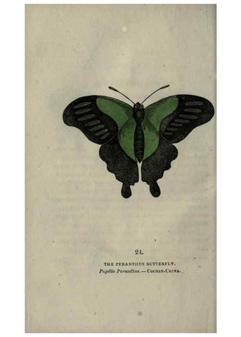 Reproducción/Reproduction 6800120892: The book of butterflies, sphinxes and moths;. London,Whittaker,1832-34.