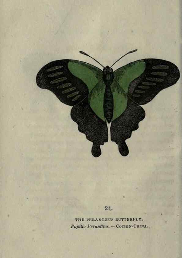 Reproducción/Reproduction 6800120892: The book of butterflies, sphinxes and moths;. London,Whittaker,1832-34.