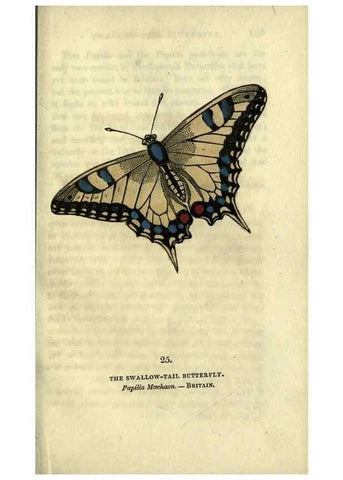 Reproducción/Reproduction 6946226853: The book of butterflies, sphinxes and moths;. London,Whittaker,1832-34.