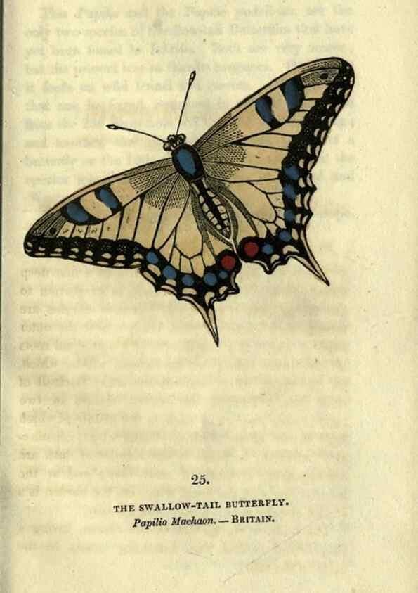 Reproducción/Reproduction 6946226853: The book of butterflies, sphinxes and moths;. London,Whittaker,1832-34.