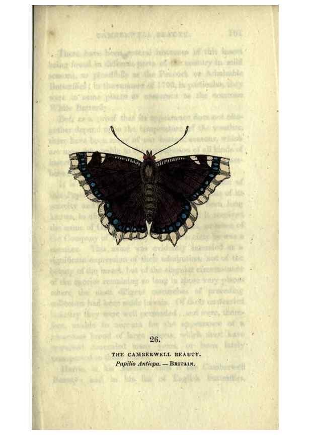 Reproducción/Reproduction 6800121494: The book of butterflies, sphinxes and moths;. London,Whittaker,1832-34.