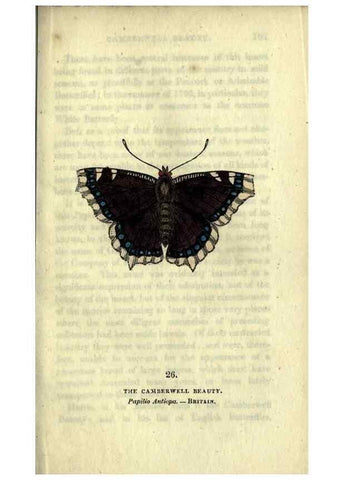 Reproducción/Reproduction 6800121494: The book of butterflies, sphinxes and moths;. London,Whittaker,1832-34.