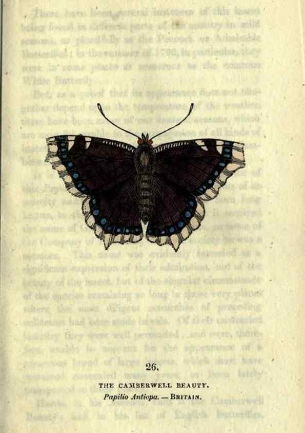 Reproducción/Reproduction 6800121494: The book of butterflies, sphinxes and moths;. London,Whittaker,1832-34.