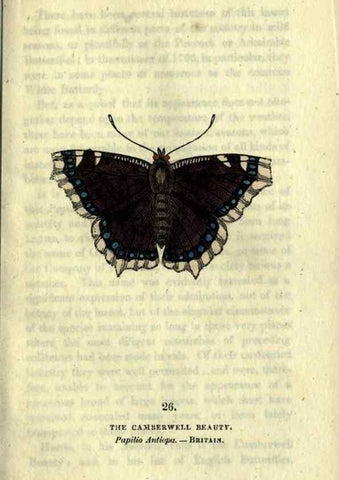 Reproducción/Reproduction 6800121494: The book of butterflies, sphinxes and moths;. London,Whittaker,1832-34.