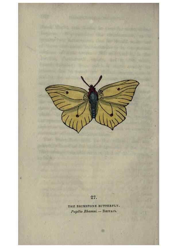 Reproducción/Reproduction 6800121852: The book of butterflies, sphinxes and moths;. London,Whittaker,1832-34.