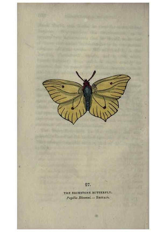 Reproducción/Reproduction 6800121852: The book of butterflies, sphinxes and moths;. London,Whittaker,1832-34.