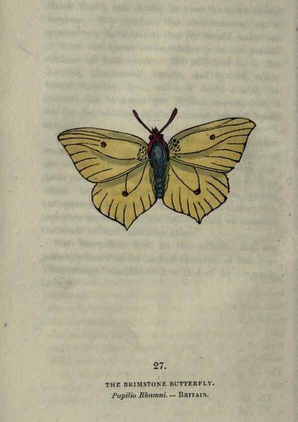Reproducción/Reproduction 6800121852: The book of butterflies, sphinxes and moths;. London,Whittaker,1832-34.