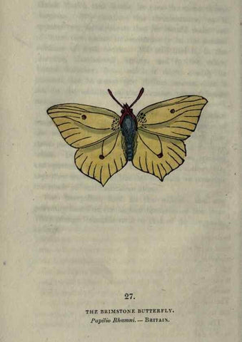 Reproducción/Reproduction 6800121852: The book of butterflies, sphinxes and moths;. London,Whittaker,1832-34.