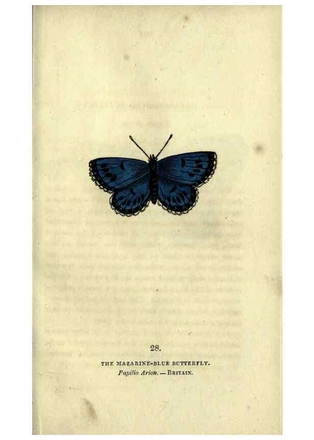 Reproducción/Reproduction 6946227937: The book of butterflies, sphinxes and moths;. London,Whittaker,1832-34.