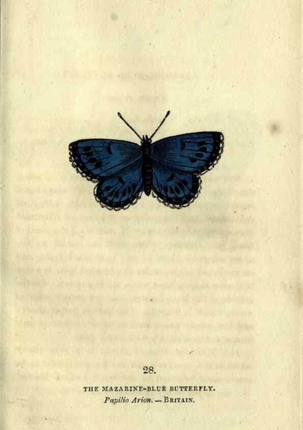 Reproducción/Reproduction 6946227937: The book of butterflies, sphinxes and moths;. London,Whittaker,1832-34.