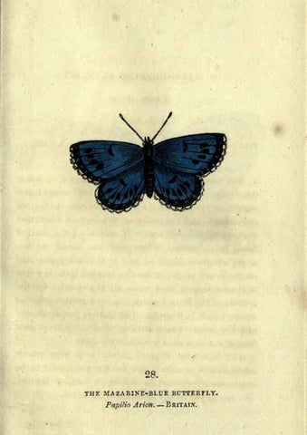 Reproducción/Reproduction 6946227937: The book of butterflies, sphinxes and moths;. London,Whittaker,1832-34.