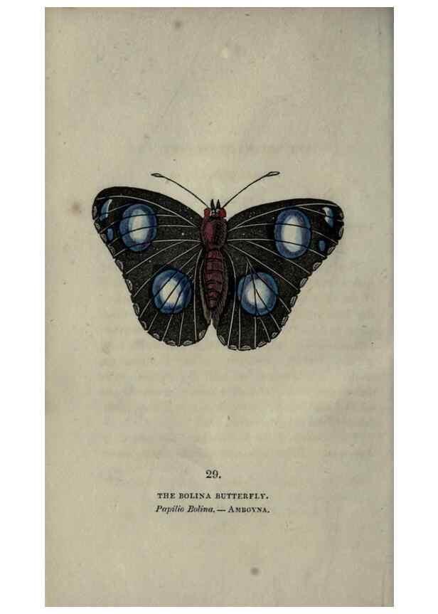 Reproducción/Reproduction 6946228371: The book of butterflies, sphinxes and moths;. London,Whittaker,1832-34.