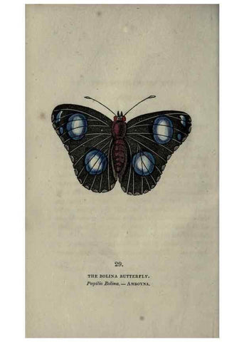 Reproducción/Reproduction 6946228371: The book of butterflies, sphinxes and moths;. London,Whittaker,1832-34.