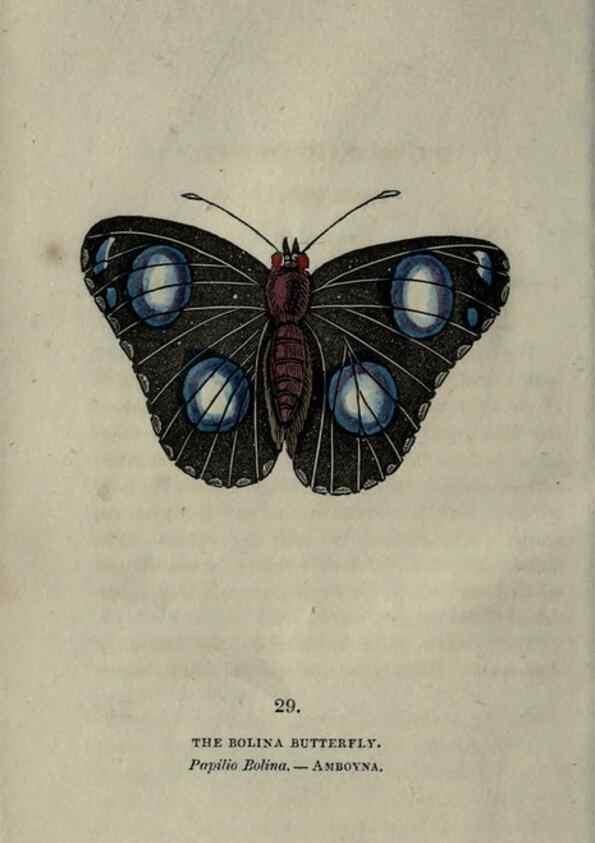 Reproducción/Reproduction 6946228371: The book of butterflies, sphinxes and moths;. London,Whittaker,1832-34.