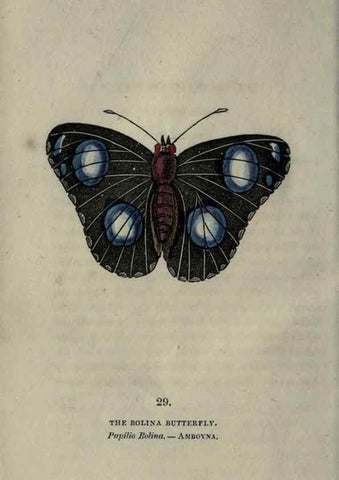 Reproducción/Reproduction 6946228371: The book of butterflies, sphinxes and moths;. London,Whittaker,1832-34.