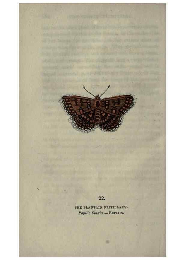 Reproducción/Reproduction 6946225913: The book of butterflies, sphinxes and moths;. London,Whittaker,1832-34.