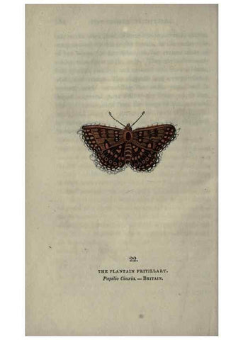 Reproducción/Reproduction 6946225913: The book of butterflies, sphinxes and moths;. London,Whittaker,1832-34.