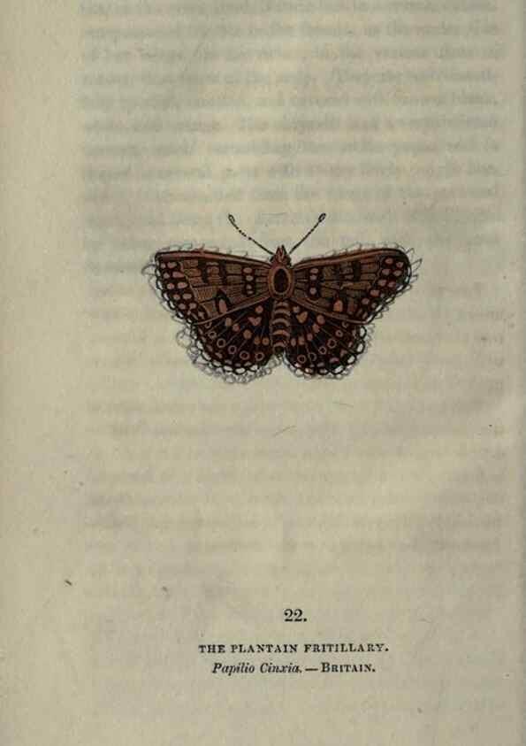 Reproducción/Reproduction 6946225913: The book of butterflies, sphinxes and moths;. London,Whittaker,1832-34.