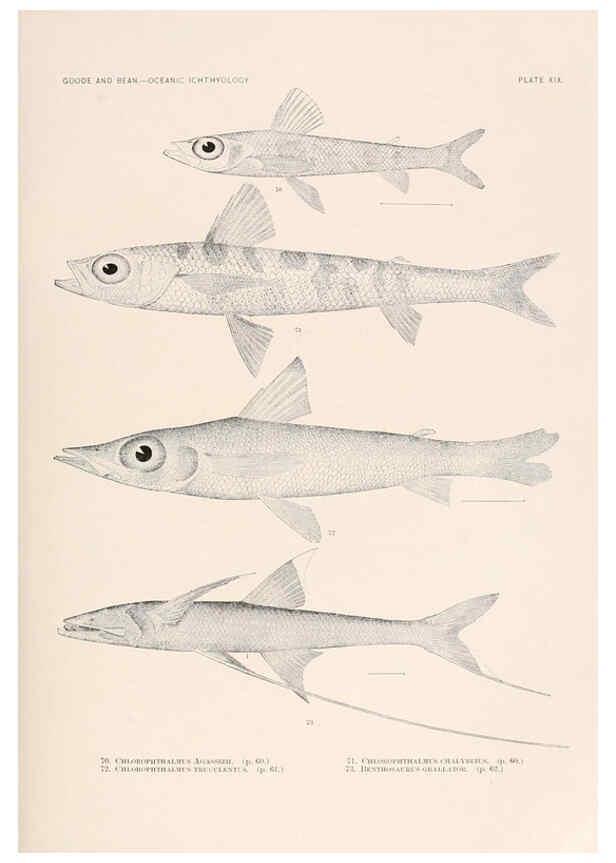 Reproducción/Reproduction 6441778873: Oceanic ichthyology. v.22 atlas. Cambridge, U.S.A. :Printed for the Museum,1896
