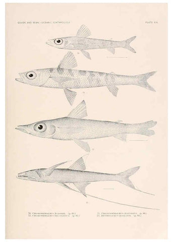 Reproducción/Reproduction 6441778873: Oceanic ichthyology. v.22 atlas. Cambridge, U.S.A. :Printed for the Museum,1896
