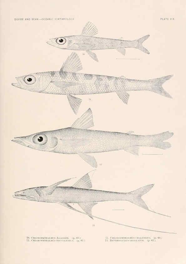 Reproducción/Reproduction 6441778873: Oceanic ichthyology. v.22 atlas. Cambridge, U.S.A. :Printed for the Museum,1896