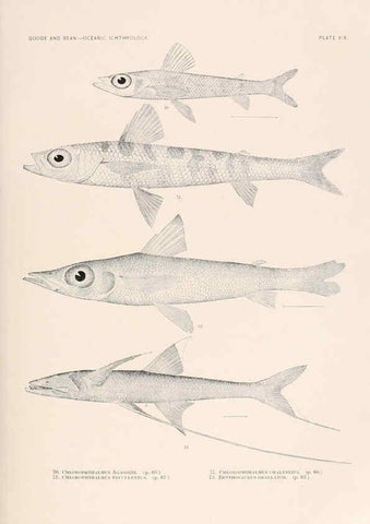 Reproducción/Reproduction 6441778873: Oceanic ichthyology. v.22 atlas. Cambridge, U.S.A. :Printed for the Museum,1896