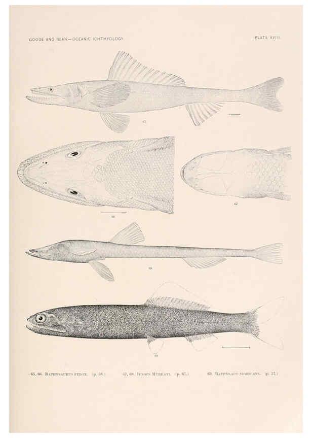 Reproducción/Reproduction 6441778419: Oceanic ichthyology. v.22 atlas. Cambridge, U.S.A. :Printed for the Museum,1896