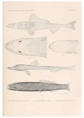 Reproducción/Reproduction 6441778419: Oceanic ichthyology. v.22 atlas. Cambridge, U.S.A. :Printed for the Museum,1896