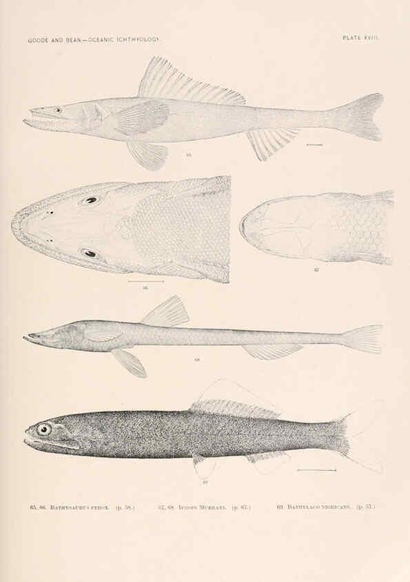 Reproducción/Reproduction 6441778419: Oceanic ichthyology. v.22 atlas. Cambridge, U.S.A. :Printed for the Museum,1896