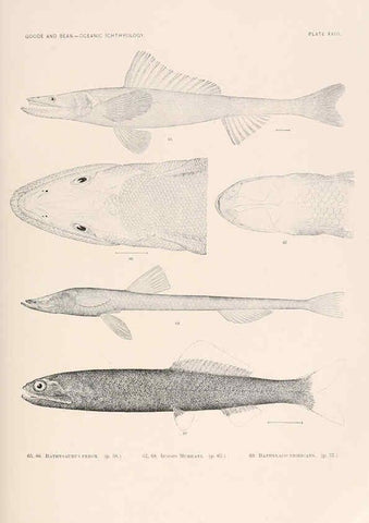 Reproducción/Reproduction 6441778419: Oceanic ichthyology. v.22 atlas. Cambridge, U.S.A. :Printed for the Museum,1896