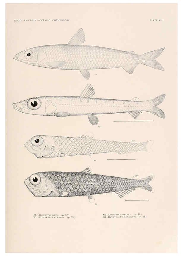 Reproducción/Reproduction 6441778113: Oceanic ichthyology. v.22 atlas. Cambridge, U.S.A. :Printed for the Museum,1896