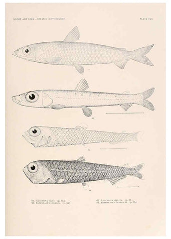 Reproducción/Reproduction 6441778113: Oceanic ichthyology. v.22 atlas. Cambridge, U.S.A. :Printed for the Museum,1896