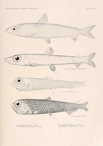 Reproducción/Reproduction 6441778113: Oceanic ichthyology. v.22 atlas. Cambridge, U.S.A. :Printed for the Museum,1896