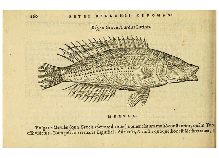 Reproducción/Reproduction 6418713359: Petri Bellonii Cenomani De aquatilibus, libri duo cum [epsilon, iota] conibus ad viuam ipsorum effigiem, quoad eius fieri potuit, expressis ... Parisiis,Apud C. Stephanum,1553