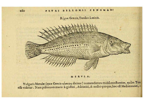 Reproducción/Reproduction 6418713359: Petri Bellonii Cenomani De aquatilibus, libri duo cum [epsilon, iota] conibus ad viuam ipsorum effigiem, quoad eius fieri potuit, expressis ... Parisiis,Apud C. Stephanum,1553