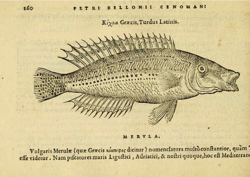 Reproducción/Reproduction 6418713359: Petri Bellonii Cenomani De aquatilibus, libri duo cum [epsilon, iota] conibus ad viuam ipsorum effigiem, quoad eius fieri potuit, expressis ... Parisiis,Apud C. Stephanum,1553