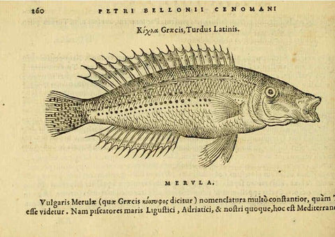 Reproducción/Reproduction 6418713359: Petri Bellonii Cenomani De aquatilibus, libri duo cum [epsilon, iota] conibus ad viuam ipsorum effigiem, quoad eius fieri potuit, expressis ... Parisiis,Apud C. Stephanum,1553