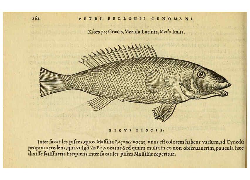Reproducción/Reproduction 6418713665: Petri Bellonii Cenomani De aquatilibus, libri duo cum [epsilon, iota] conibus ad viuam ipsorum effigiem, quoad eius fieri potuit, expressis ... Parisiis,Apud C. Stephanum,1553