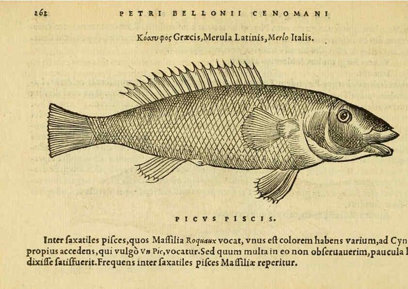 Reproducción/Reproduction 6418713665: Petri Bellonii Cenomani De aquatilibus, libri duo cum [epsilon, iota] conibus ad viuam ipsorum effigiem, quoad eius fieri potuit, expressis ... Parisiis,Apud C. Stephanum,1553