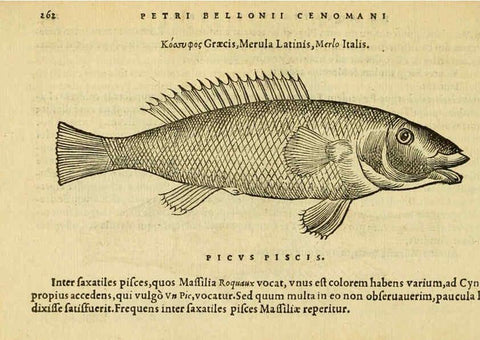 Reproducción/Reproduction 6418713665: Petri Bellonii Cenomani De aquatilibus, libri duo cum [epsilon, iota] conibus ad viuam ipsorum effigiem, quoad eius fieri potuit, expressis ... Parisiis,Apud C. Stephanum,1553