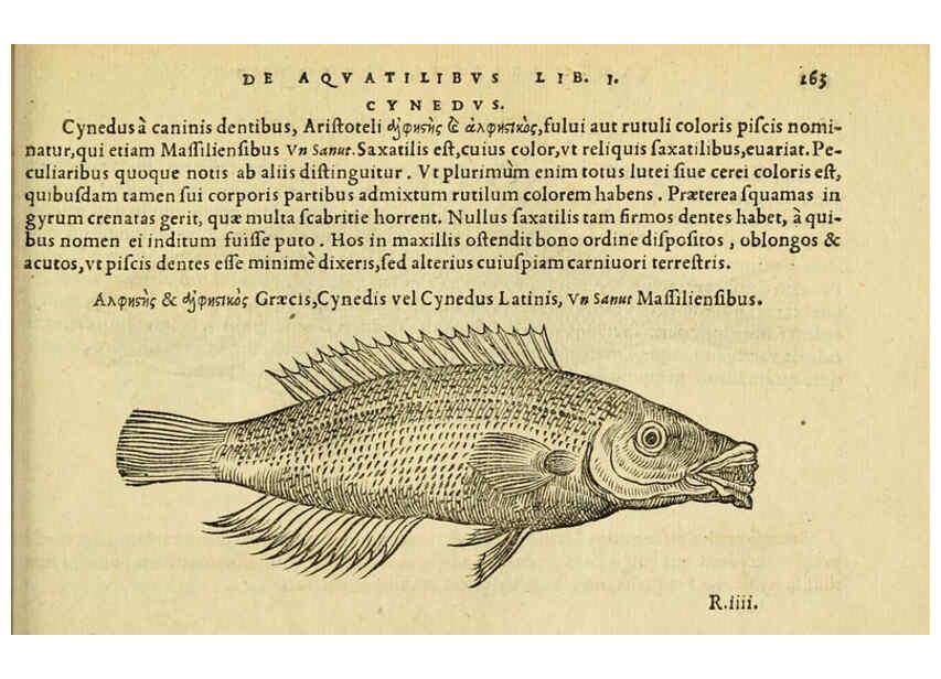 Reproducción/Reproduction 6418713969: Petri Bellonii Cenomani De aquatilibus, libri duo cum [epsilon, iota] conibus ad viuam ipsorum effigiem, quoad eius fieri potuit, expressis ... Parisiis,Apud C. Stephanum,1553